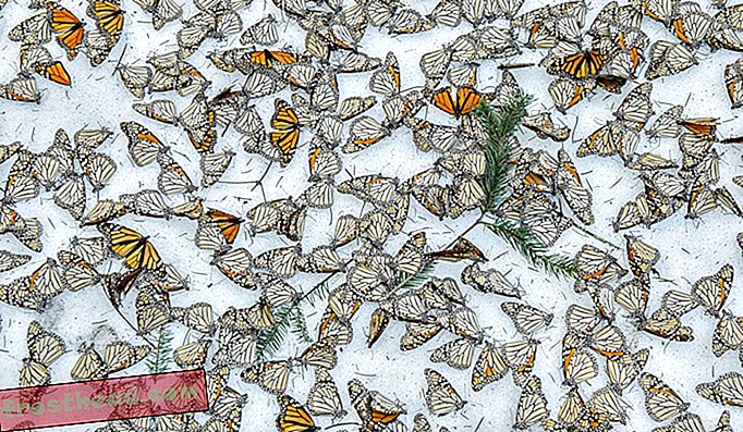 Μοναρχιακές πεταλούδες στο δάσος στο El Rosario Butterfly Sanctuary, στο Michoacán του Μεξικού, μετά από έντονη χιονοθύελλα τον Μάρτιο του 2016