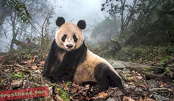 Ye Ye, ein 16-jähriger Riesenpanda, in einem Naturschutzzentrum im Naturschutzgebiet Wolong in China