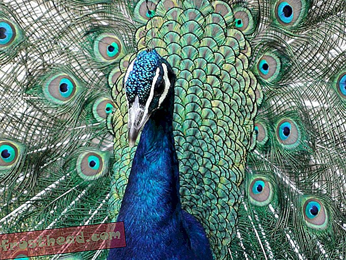 Smart News, Smart News Kunst & Kultur - Emotional Support Peacock fliegt nicht mit United Airlines
