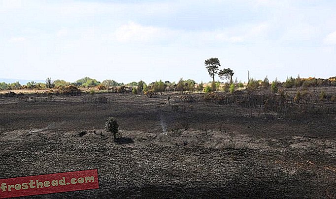 Kebakaran Mengoyakkan Melalui Hutan Yang Diilhamkan Winnie the Pooh 'Hundred Acre Wood'