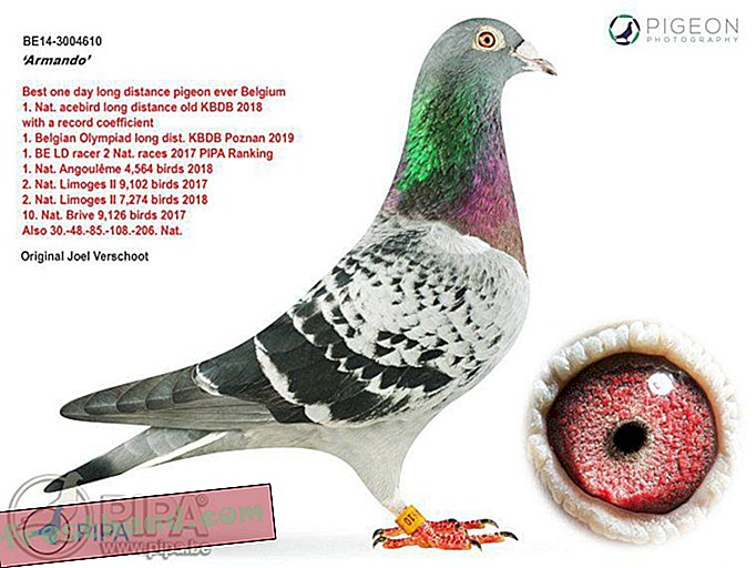 nouvelles intelligentes, nouvelles intelligentes arts et culture - Pourquoi ce joli petit pigeon vaut 1,4 million de dollars