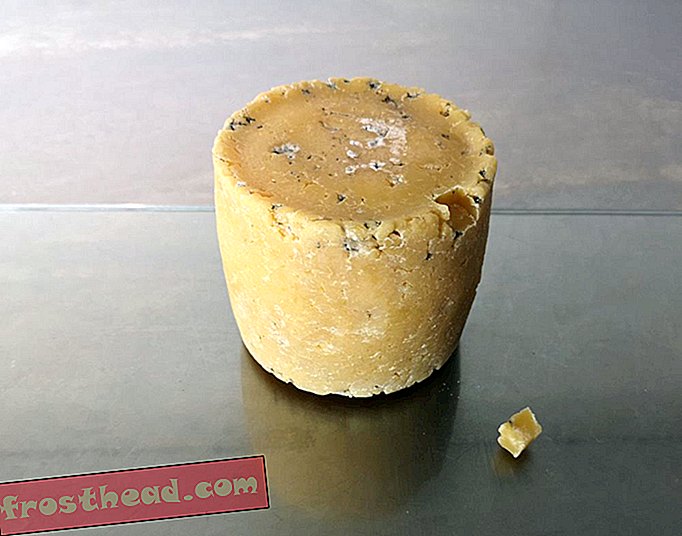 El queso hecho de la ombligo Celebrity y las bacterias de la axila se exhiben