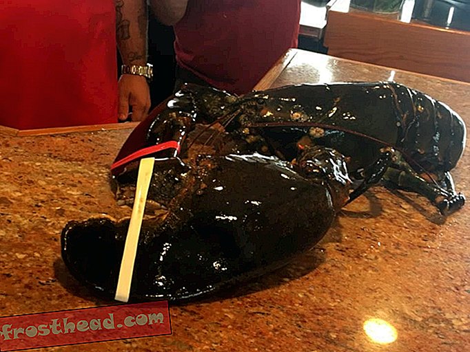 Un homard de 132 ans gagne le pardon du pot