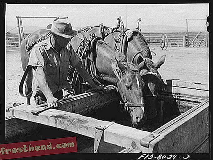 रसेल ली, बिग होल वैली, बेवरहेड काउंटी, मोंटाना। घोड़े जो सुबह खेतों में काम कर रहे थे, उन्हें पानी और भोजन के लिए दोपहर के समय खेत में लाया जाता है