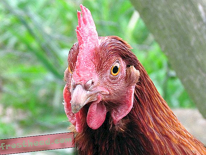 pametne vijesti, pametne vijesti umjetnost i kultura - Možete li hipnotizirati piletinu?