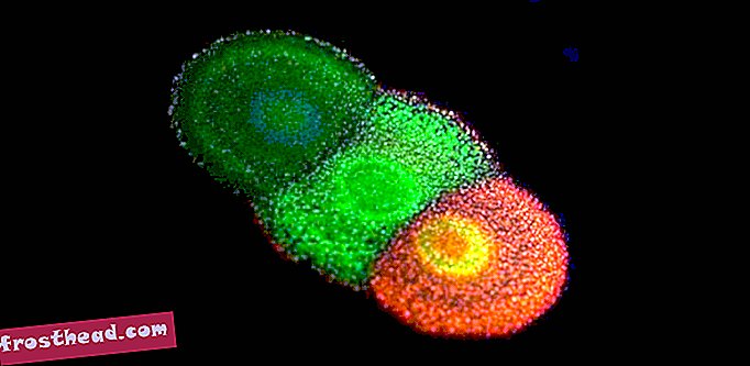 Seda elavat bakterit võiks kasutada värvi kasvatamiseks