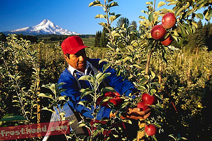 noticias inteligentes, noticias inteligentes arte y cultura - El trabajo duro de la cosecha de manzanas