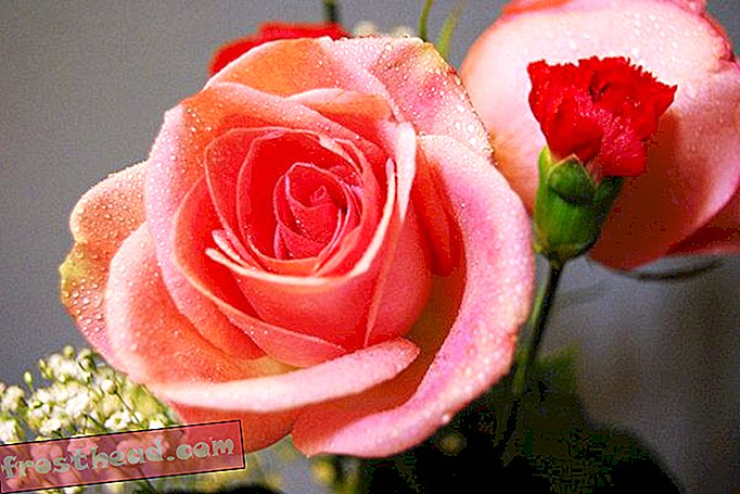 Wyślij swoją walentynkę tajną wiadomość w języku kwiatów, zaktualizowaną dla współczesnych kochanków