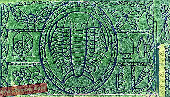 Découvrez ce labyrinthe de maïs impressionnant trilobite