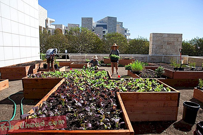Un musée de Los Angeles transforme sa salade en art de la scène