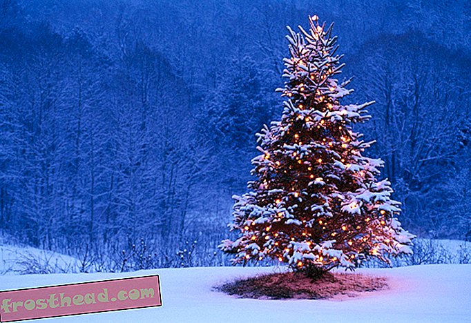 Потребно је више од 10 година рада да би се божићно дрвце припремило за тржиште