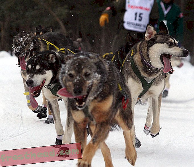 Smart News, Smart News Kunst & Kultur - Verstehen der Dopingkontroverse, die das Schlittenhunderennen betrifft