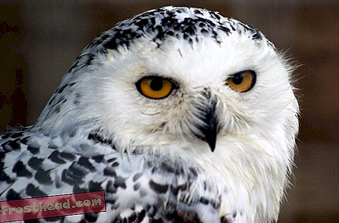 Harry Potter Sparks Illegal Owl Trade in Indonesia