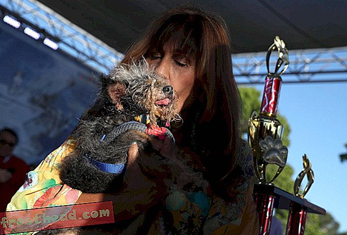 notizie, arte e cultura intelligenti, notizie e arte intelligenti - Incontra Scamp the Tramp, il cane più brutto del mondo