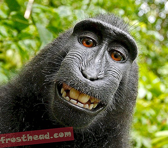 Kui ahv teeb foto, ei oma keegi autoriõigusi