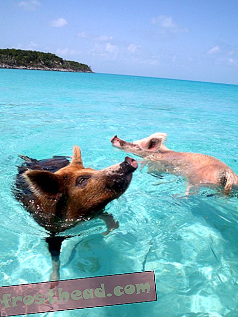 Mikä tappoi yli puoli tusinaa Bahaman uima-sikaa?