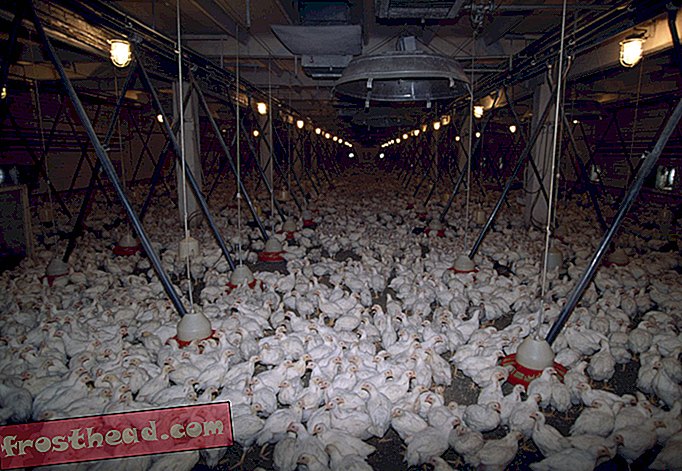 Un professeur propose de créer la matrice pour les poulets élevés en usine
