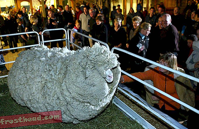 Les moutons de Tasmanie peuvent être les plus laineux du monde