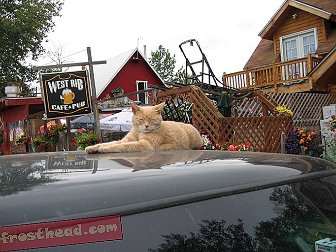 עיירה קטנה באלסקה מבכה את אובדן דברי החתול, ראש עיריית כבוד אהוב