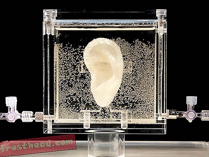 Cette oreille a été faite avec l'ADN de Vincent Van Gogh