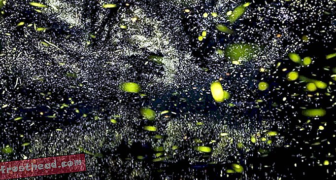 notizie intelligenti, notizie e arte intelligenti - Questo video time-lapse di Firefly è bellissimo