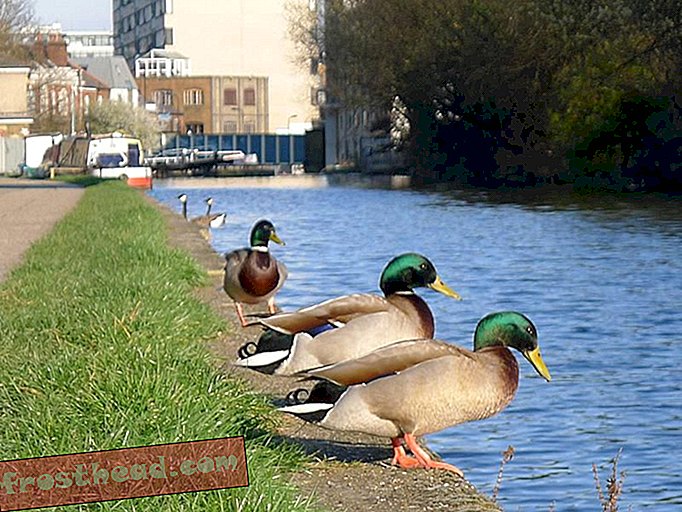 pametne novice, pametne novice, umetnost in kultura, pametna potovanja z novicami - London doda posebne proge za Ducks