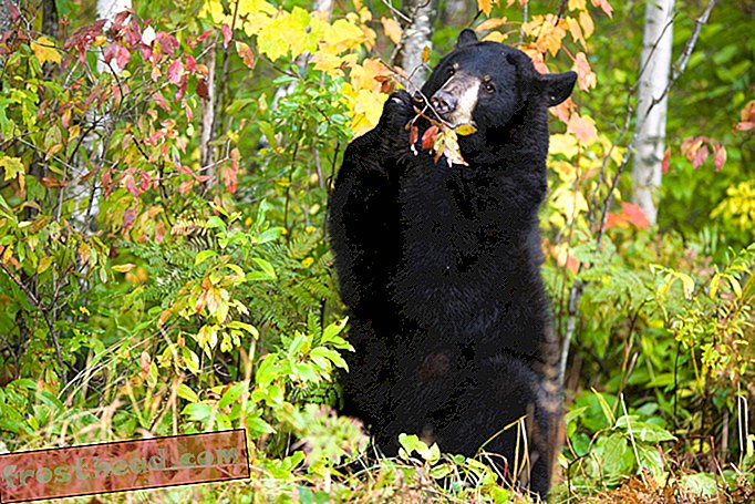 New Jersey encourage les chasseurs à ajouter des ours au menu