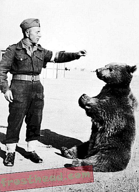 Запознайте се с мечката, която спечели ранга на ефрейтор в полската армия