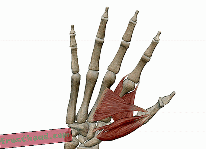 Неандерталци су своје руке користили за прецизност, а не само за снагу