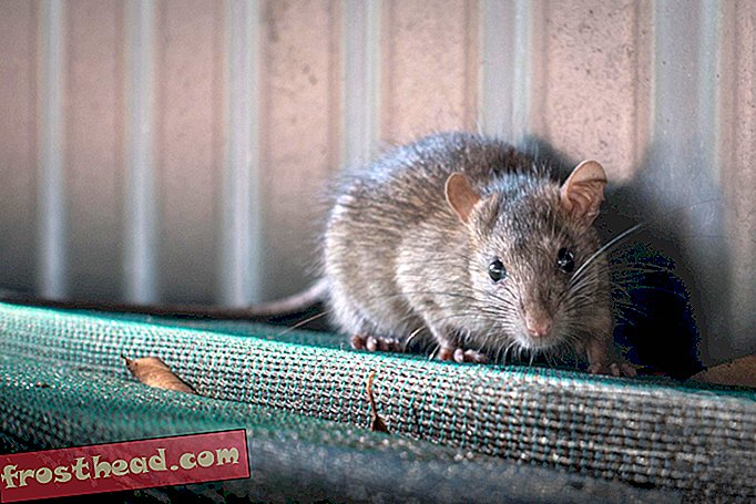 האם עכברושים תמימים בהפצת המגפה השחורה?