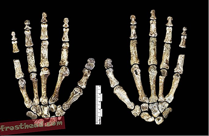nouvelles intelligentes, histoire des nouvelles intelligentes et archéologie - Une nouvelle découverte de fossiles pourrait changer notre connaissance de l'évolution humaine