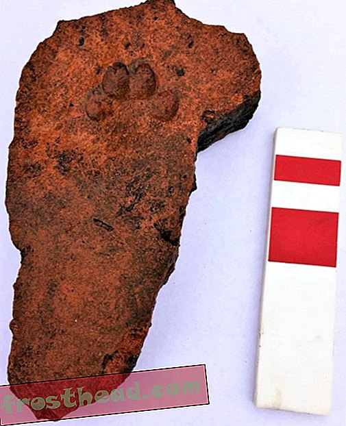 חתול השאיר טביעת כף בתבנית גג רומאית בת 2000 שנה