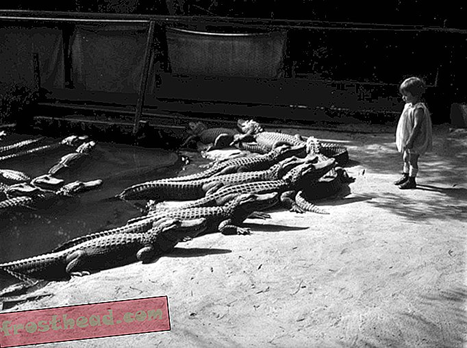 Smart News, Smart News Geschichte & Archäologie, Smart News Reisen - Als Kinder in Los Angeles mit Alligatoren spielten
