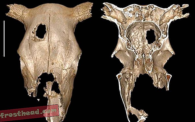 slim nieuws, slimme nieuwsgeschiedenis en archeologie - Heeft een prehistorische chirurg geoefend op deze koe?