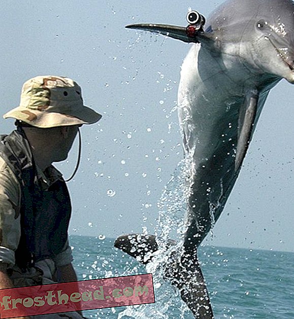 Военно-морские дельфины поднимают редкую торпеду 19-го века