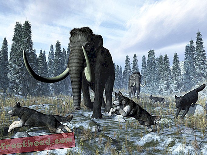 inteligentní zprávy, historie inteligentních zpráv a archeologie - Domestikovaní psi pomáhali zabíjet mamuty