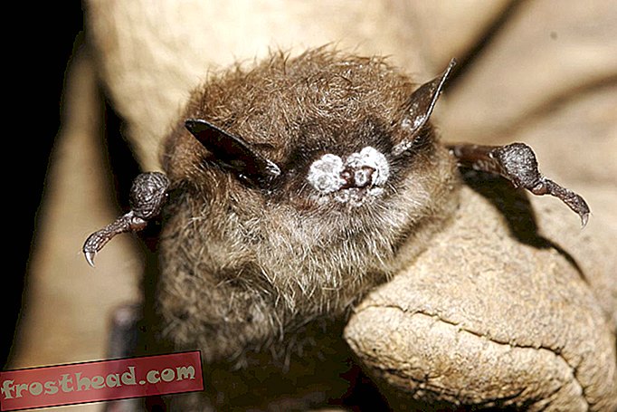 έξυπνες ειδήσεις, ευφυή ιστορία και αρχαιολογία ειδήσεων, έξυπνη επιστήμη ειδήσεων - Το Mighty Talent του Little Brown Bat