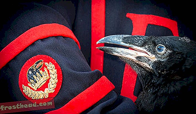 Tower of London heißt Baby Ravens zum ersten Mal seit 30 Jahren willkommen
