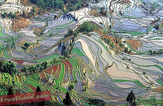 Domácí rýže byla pěstována v Číně před 9 400 lety