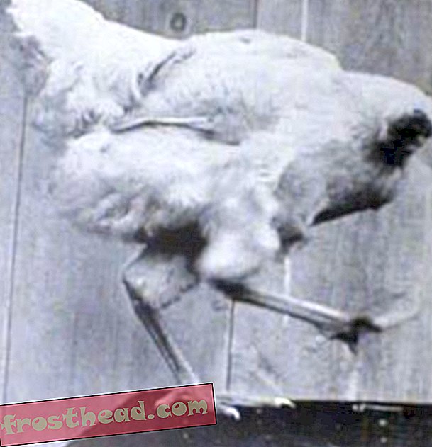 Mike the Chicken ha vissuto per 18 mesi senza testa