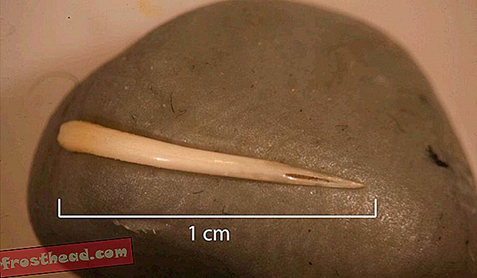 Този 1500-годишен къс от вкаменен човешки пук съдържа останки от цяла бръщолетна змия