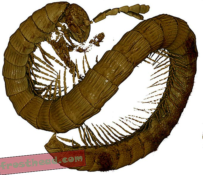 έξυπνες ειδήσεις, ευφυή ιστορία και αρχαιολογία ειδήσεων, έξυπνη επιστήμη ειδήσεων - Αυτή η μικρά, 99 εκατομμυρίων ετών πεταλούδα εγκλωβίστηκε στην Amber
