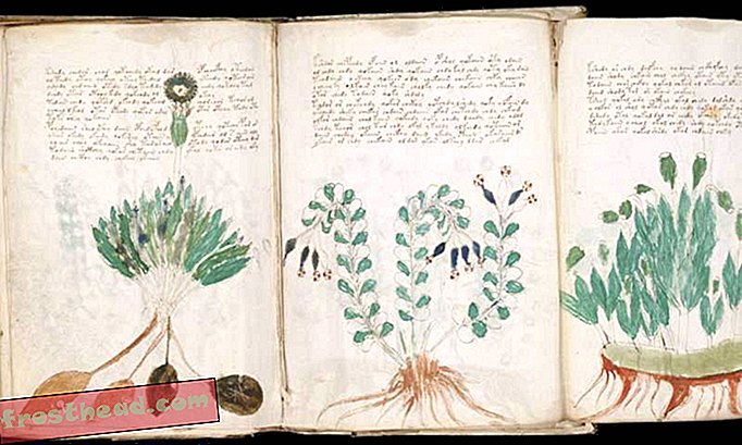 L'intelligence artificielle prend le temps de décoder le mystérieux manuscrit Voynich