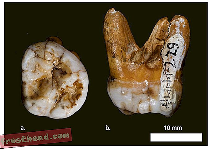 Valtavan hampaan DNA vahvistaa uuden muinaisen serkun