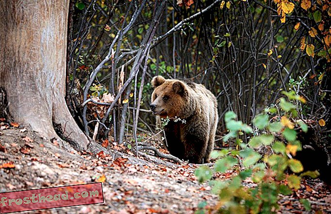 Új bizonyítékok vannak arról, hogy a kommunista vezetők titokban repültek a medvékkel Bulgáriába a 70-es és 80-as években