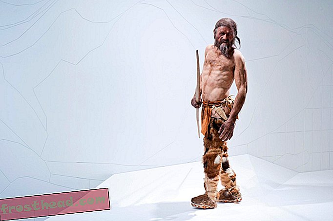 Ötzi το τελευταίο γεύμα του πάγου που συμπεριλαμβάνει το μπακαλιάρο κατσίκα