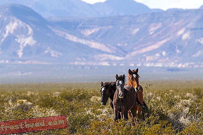 Lühike ajalugu Ameerika keerukatest suhetest metsikute hobustega