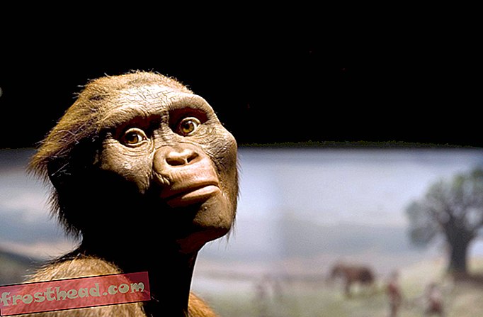 Lucy australopithecus täytti 41 (plus 3,2 miljoonaa vuotta)
