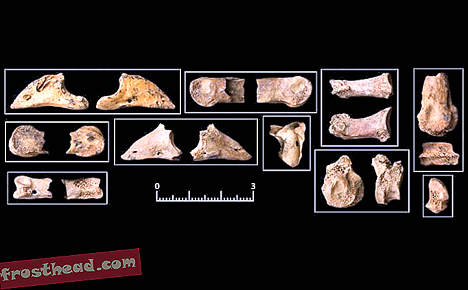 Los humanos y los perros pueden haber cazado juntos en la Jordania prehistórica