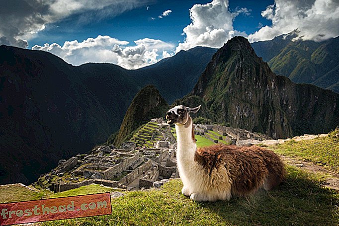 スマートニュース、スマートニュースの歴史と考古学、スマートニュースサイエンス - Llama-Poop-Eatingダニがインカ帝国の興亡について教えてくれること